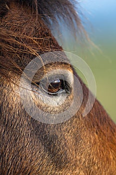 Exmoor Pony close up of the eye