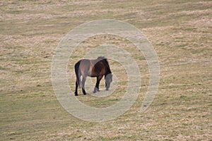 Exmoor Pony foal baby or ponies are a breed of horses native to the British isles they still live wild in Devon and Somerset south