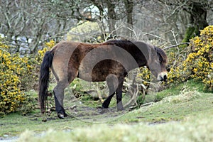 Exmoor Pony foal baby or ponies are a breed of horses native to the British isles they still live wild in Devon and Somerset south