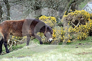 Exmoor Pony foal baby or ponies are a breed of horses native to the British isles they still live wild in Devon and Somerset south