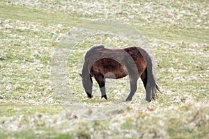 Exmoor Pony foal baby or ponies are a breed of horses native to the British isles they still live wild in Devon and Somerset south