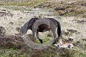 Exmoor Pony with Foel