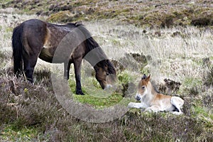 Exmoor Pony with Foel