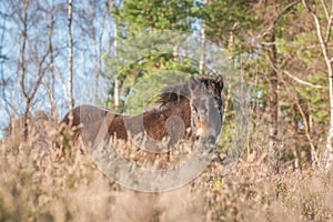 Exmoor pony in heathland