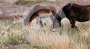 Exmoor Pony or ponies are a breed of horses native to the British isles they still live wild in Devon and Somerset south West Engl