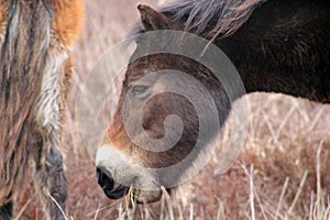 Exmoor Pony or ponies are a breed of horses native to the British isles they still live wild in Devon and Somerset south West Engl