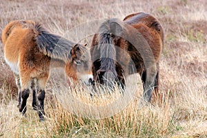 Exmoor Pony or ponies are a breed of horses native to the British isles they still live wild in Devon and Somerset south West Engl