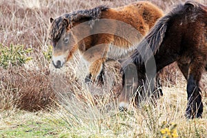 Exmoor Pony or ponies are a breed of horses native to the British isles they still live wild in Devon and Somerset south West Engl