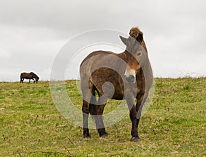 Exmoor Pony Quantock Hills Somerset England UK