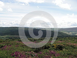 Exmoor Somerset united kingdom heather view