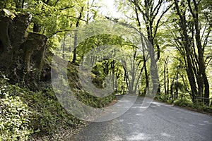 Exmoor trees and road