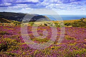 Exmoor Vista