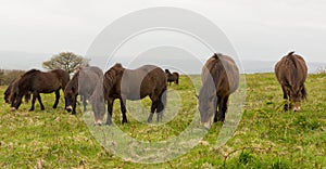 Exmoor wild Ponies Quantock Hills Somerset England UK
