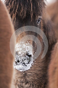 Exmoorpony, Exmoorpony, Equus caballus