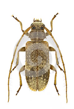 Exocentrus adspersus