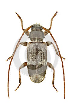 Exocentrus lusitanus