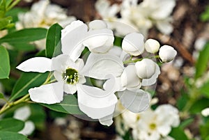 Exochorda x macrantha \'The Bride\' Flower with Buds