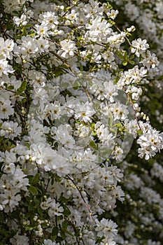 Exochorda macrantha The Bride