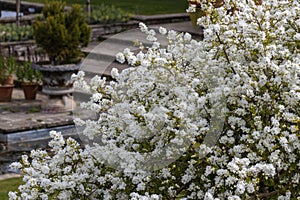 Exochorda macrantha The Bride