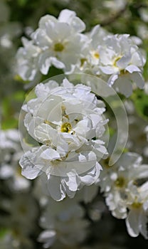 Exochorda serratifolia, commonly known as Pearbush, flowers