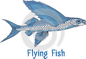 Exocoetidae or Flying fish hand drawing
