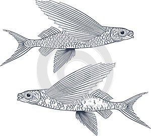 Exocoetidae or Flying fish hand drawing