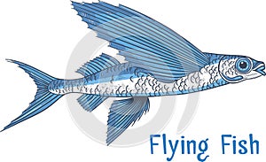 Exocoetidae or Flying fish hand drawing