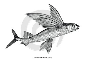 Exocoetidae or Flying fish hand drawing vintage engraving illustration photo