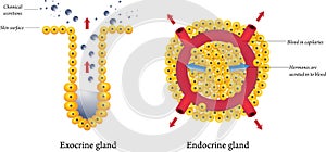 Exocrine and endocrine glands