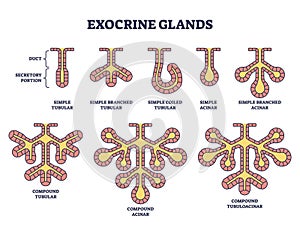 Exocrine glands structure for anatomical secrete substances outline diagram