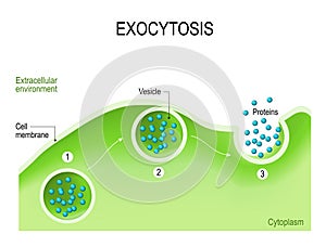 Exocytosis