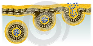 Exocytosis