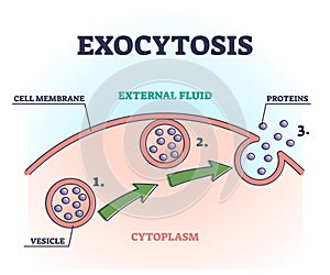 Exocytosis process explanation as proteins release mechanism outline diagram