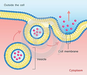 Exocytosis Vesicle Transport Cell Membrane