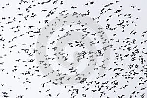 Exodus of bats from the Deer Cave, Mulu National Park