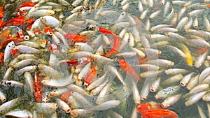 Exodus of Koi fish feeding