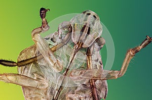 Exoskeleton of bug