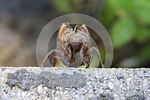 Exoskeleton of a Cicada on Concrete Surface