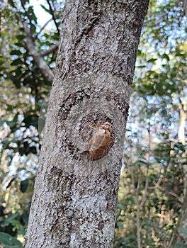 The exoskeleton of a cicada