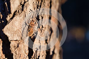 Exoskeleton of a cicada that has stuck to the trunk of a tree. Scientific name Cicadidae. Concept insects, trees, hemiptera