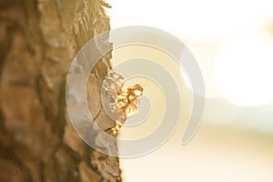 Exoskeleton of cicada on the tree