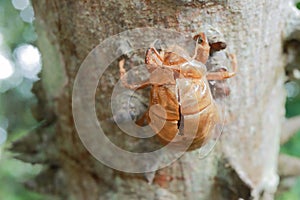 The exoskeleton of a dead bug on the Anigic Tree also known as the Floss silk