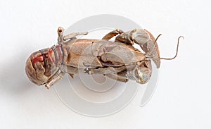 Exoskeleton of Dead Burrowing Crayfish Topside