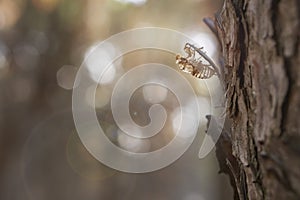 Exoskeleton of a European cicada Cicada orni in a pine forest in Malaga. Spain