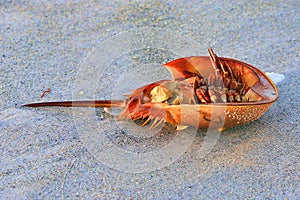 Horseshoe Crab Exoskeleton On The Beach photo