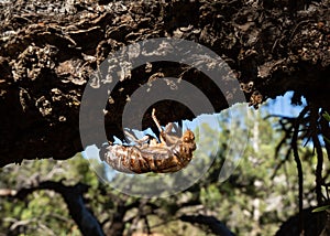 Exoskeleton of a larval cicada