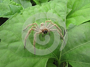 An exoskeleton of a spider