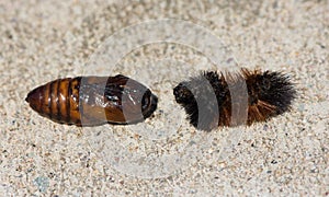 The exoskeleton of a woolly bear caterpillar and a cocoon.