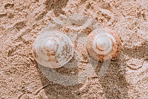 The exoskeletons of snails and clams, or their shells in common parlance photo