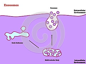 Exosomes